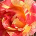 ‘Citrus Splash’ Is the Gorgeous Multicolored Rose You Need in Your Garden