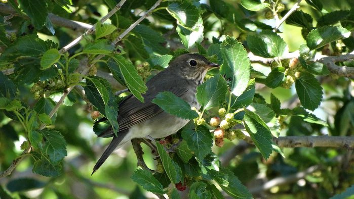hermit thrush
