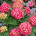 The ‘Wee Bit Giddy’ Hydrangea Is the GORGEOUS Flower Missing from Your Garden