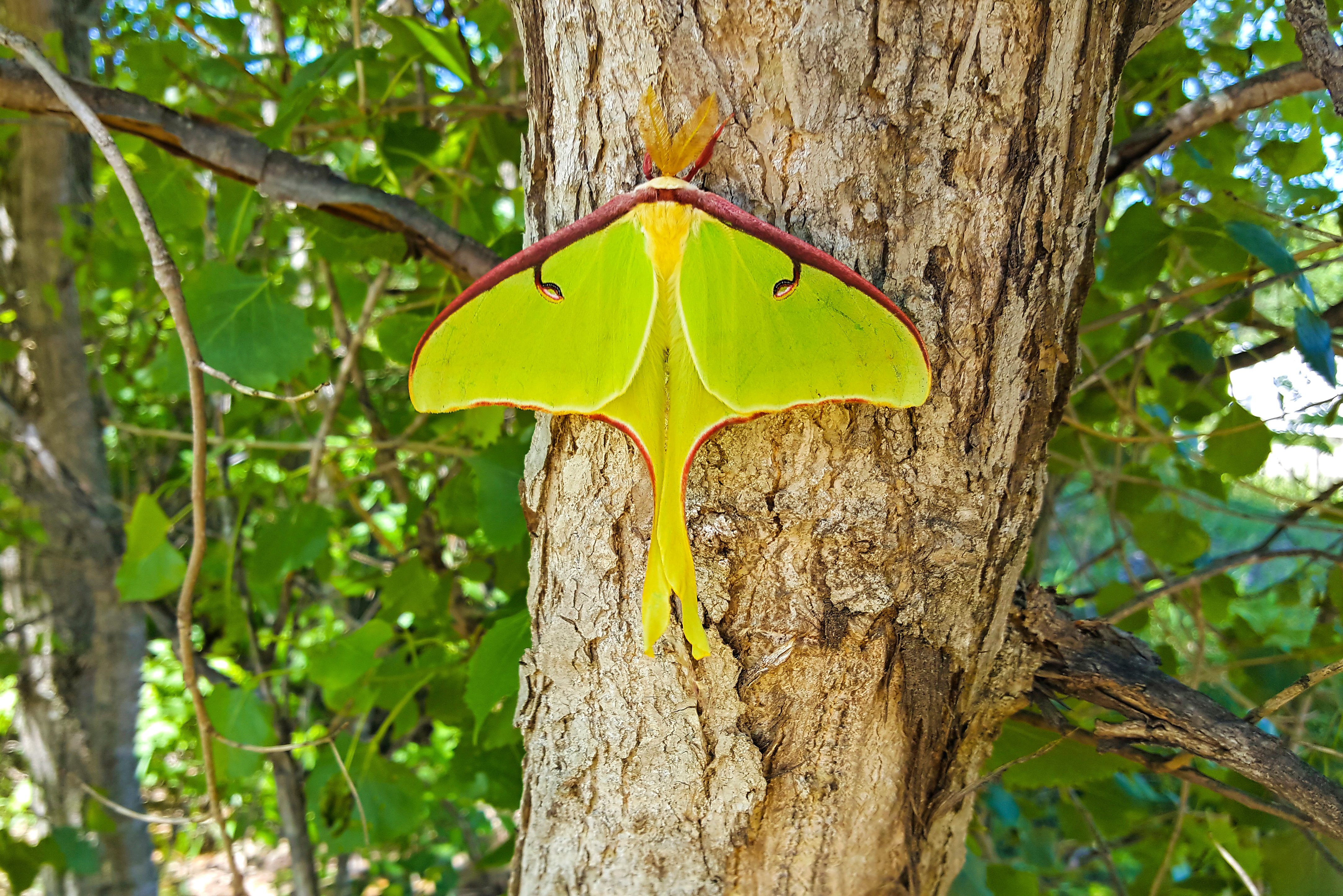 A luna moth rests on a tree.
