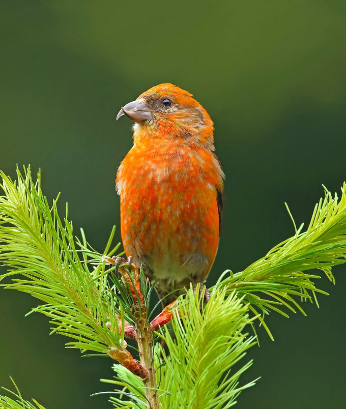 An alert male red crossbill.