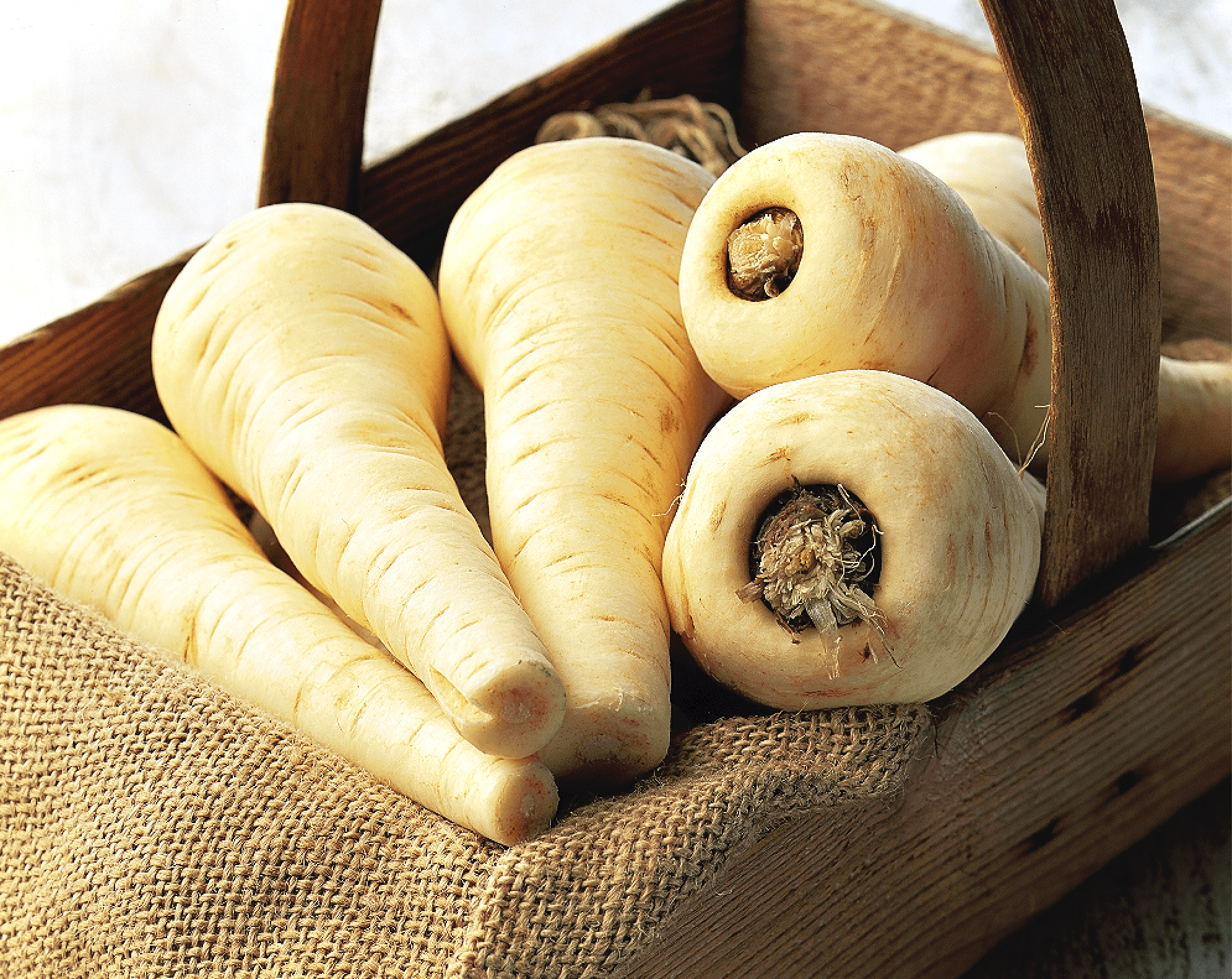 parsnip