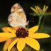How to Identify and Attract a Pearl Crescent Butterfly