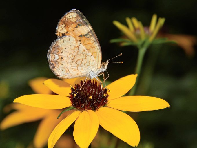 How to Identify and Attract a Pearl Crescent Butterfly
