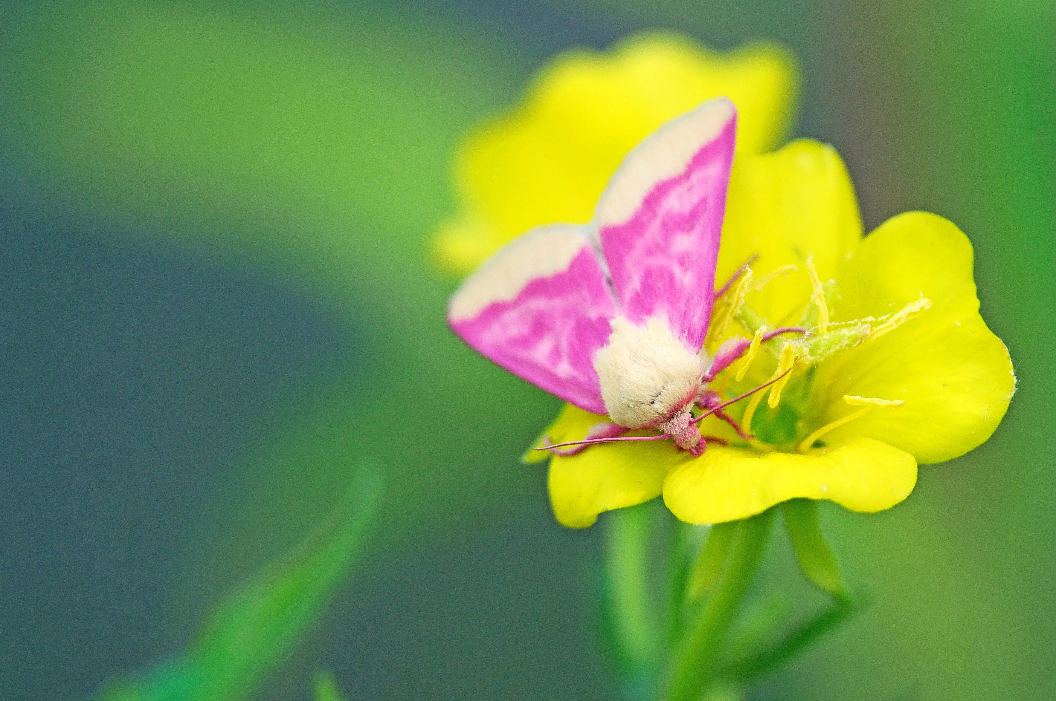 A primrose moth on a yellow evening primrose.