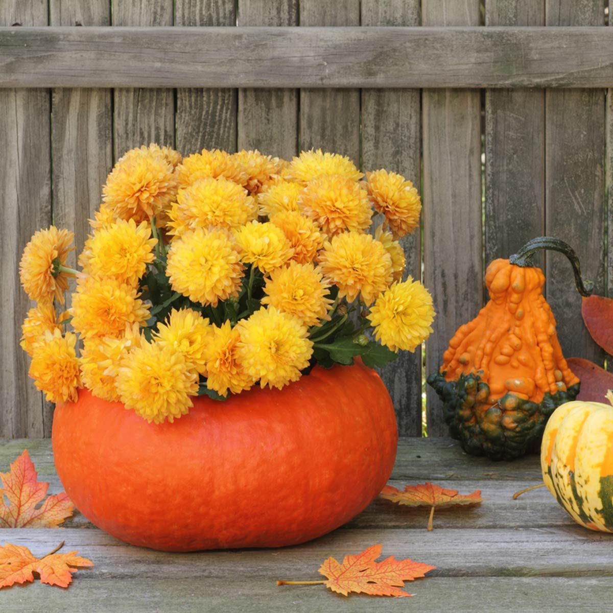 shutterstock_86614270 pumpkin planter mums gourds fall