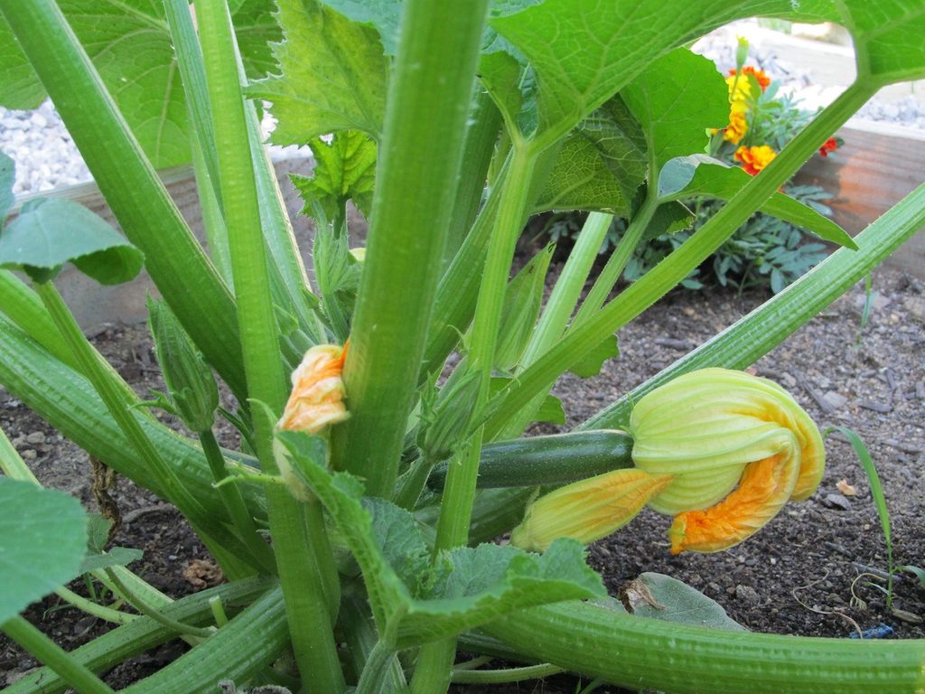 growing zucchini squash