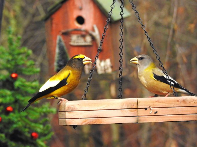 evening grosbeaks on a platform feeder