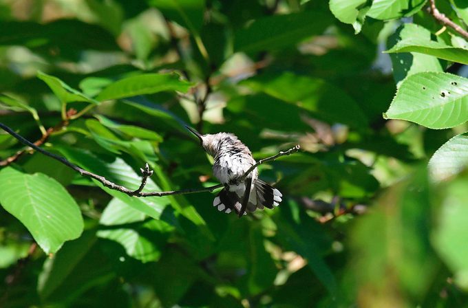 hummingbird torpor