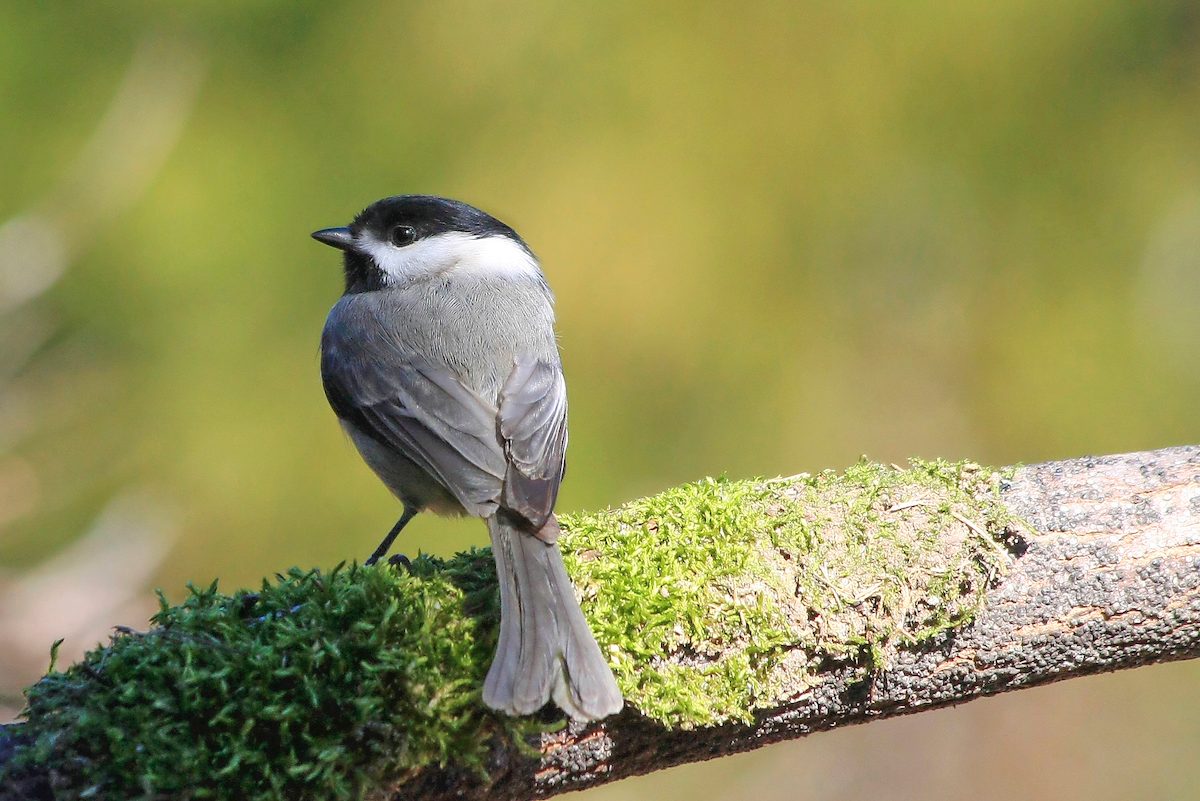 chickadee on sunny day