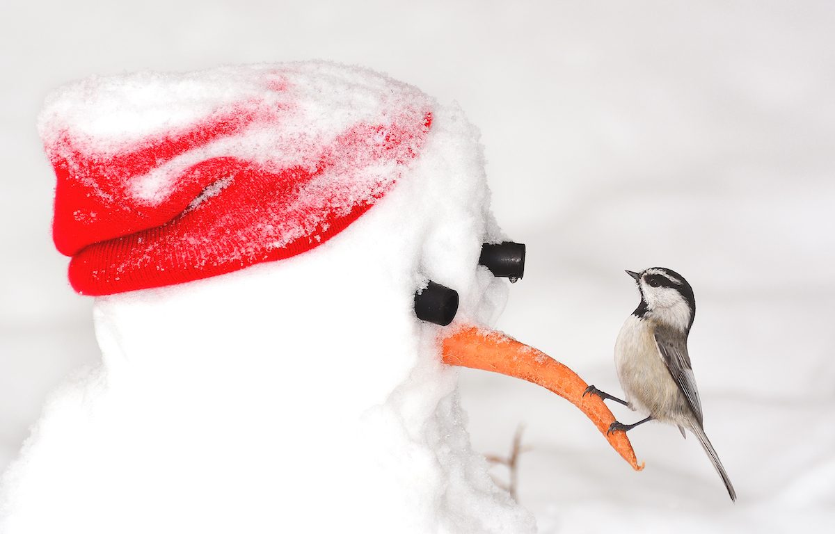 chickadee on a snowman