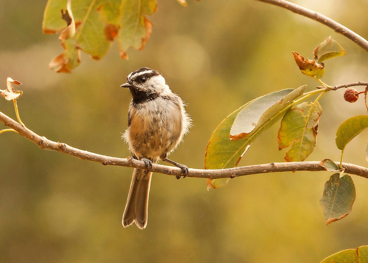 mountain chickadee in fall