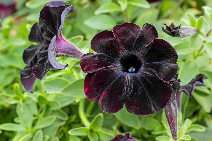 Crazytunia 'Black Mamba'