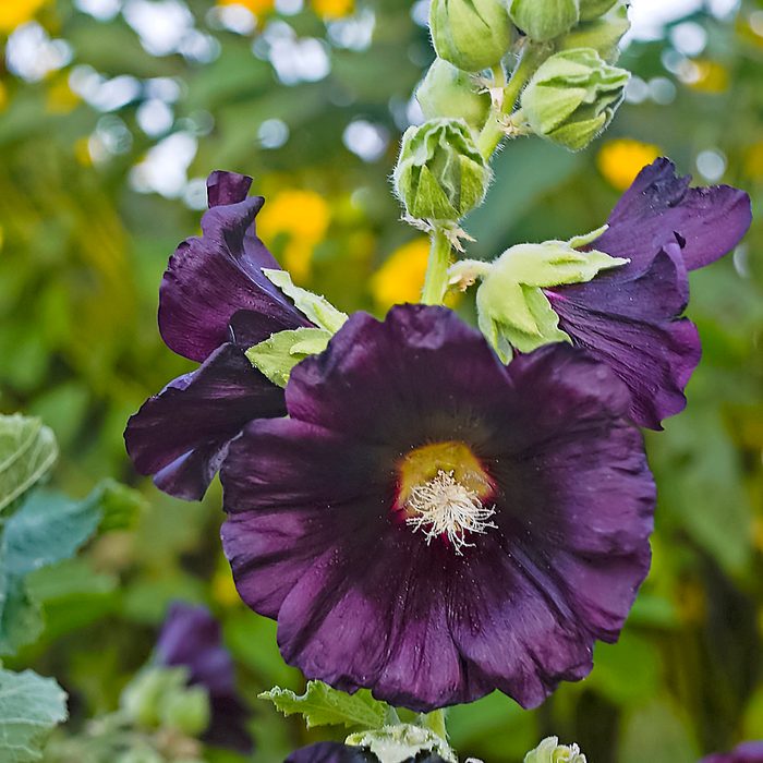 Black Knight hollyhock