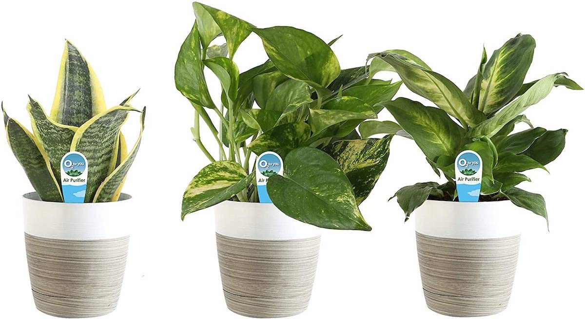 costa farms houseplants