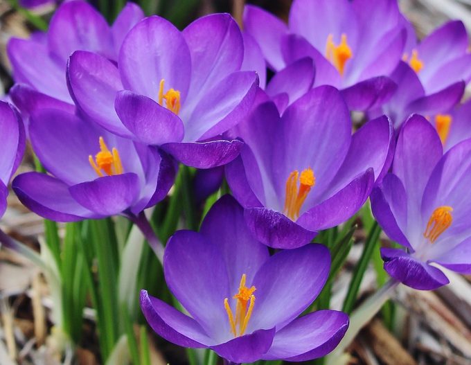 crocus flowers
