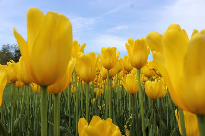 yellow tulips