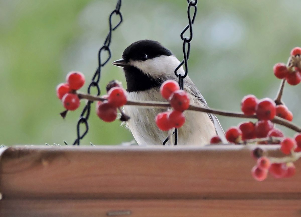 chickadee on a platform feeder