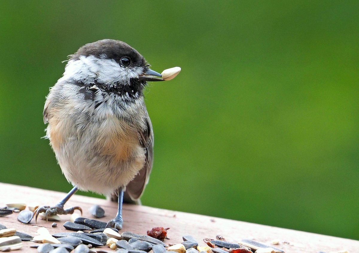 chickadee with seed in beak