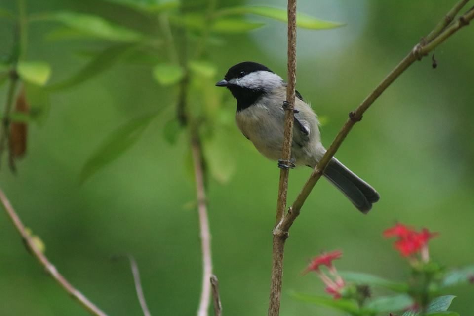 perching chickadee