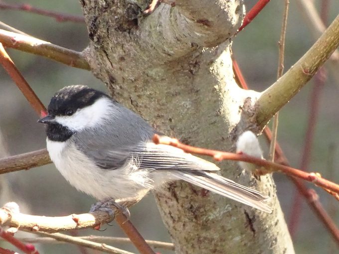 black and white birds, Carolina chickadee in a tree