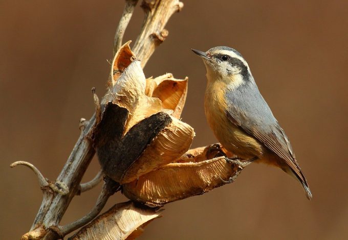 red-breasted nuthatch