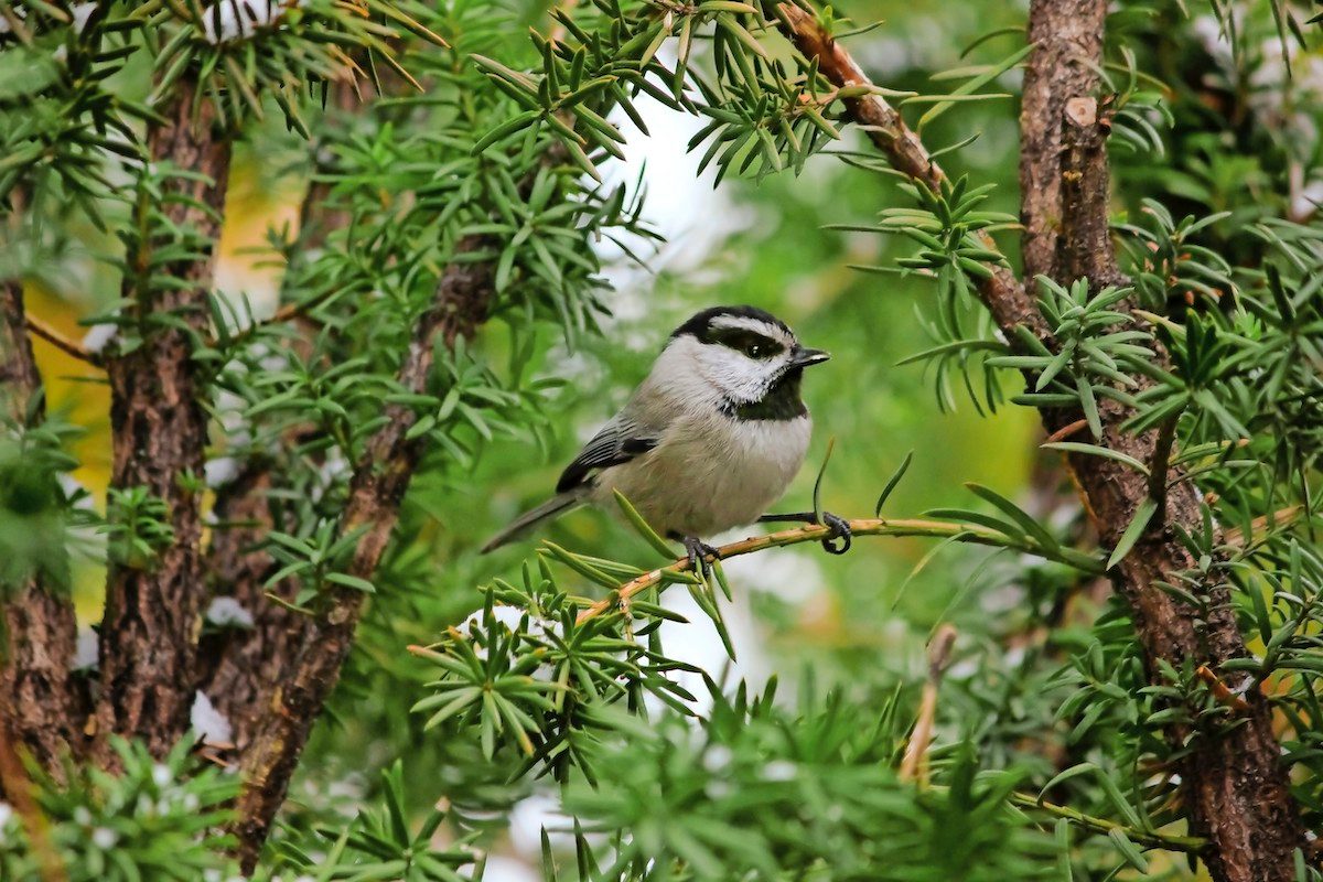 chickadee in a pine tree