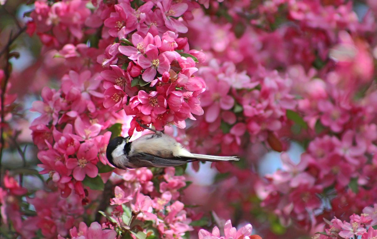 chickadee in flowering crabapple tree