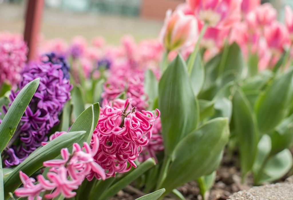 hyacinth