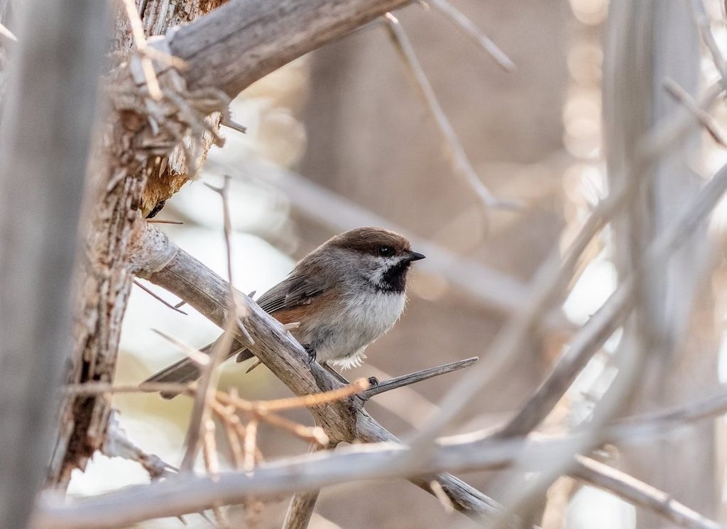 boreal chickadee