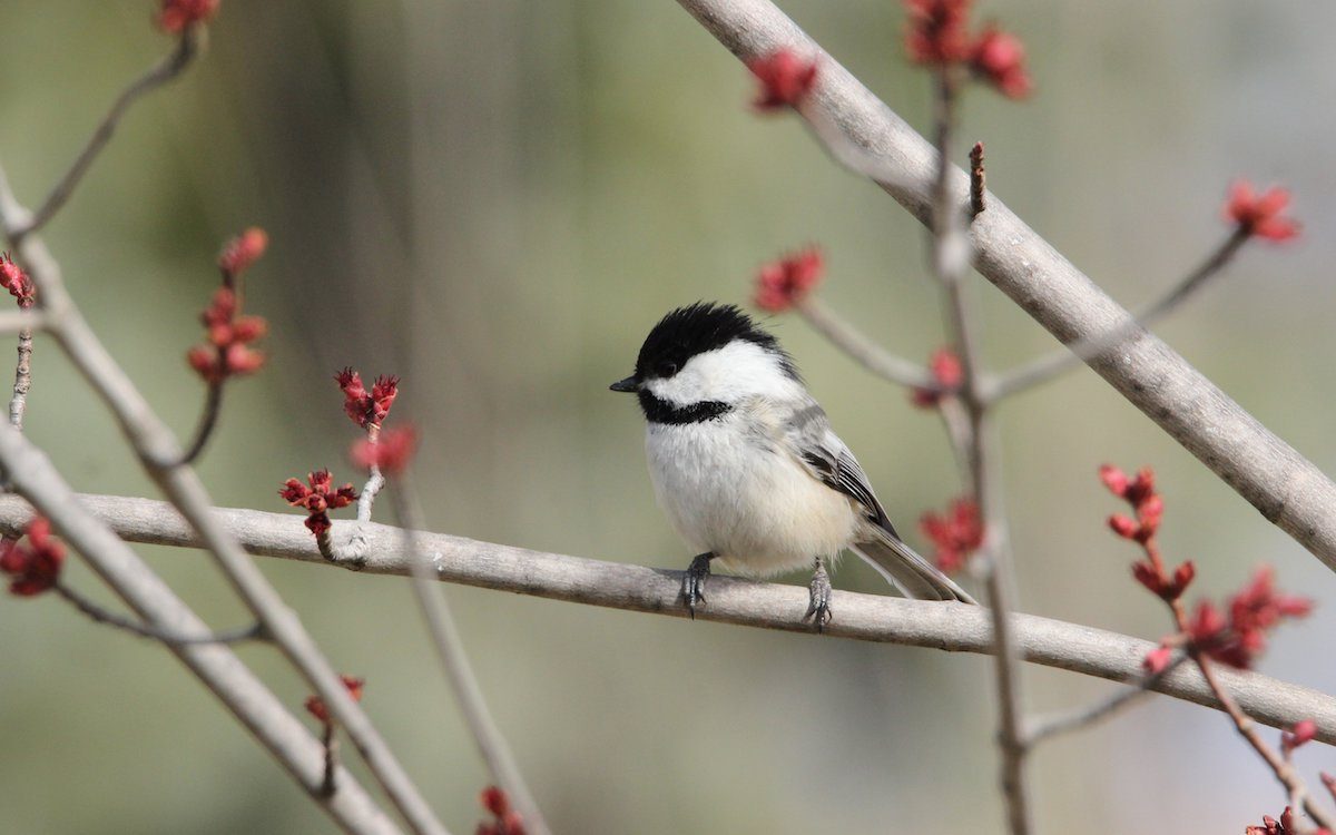 chickadee in a tree