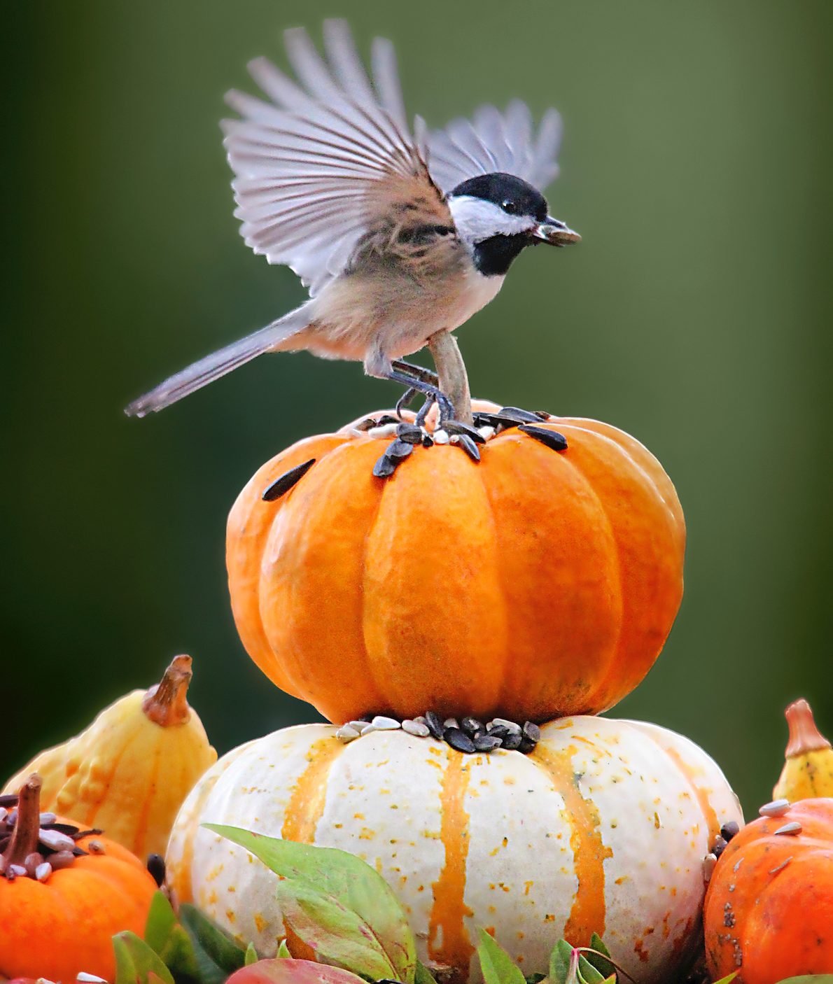 chickadee on tiny pumpkins