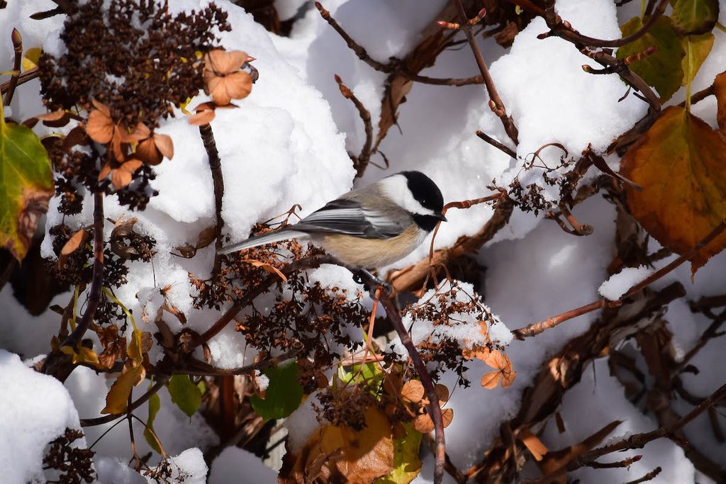chickadee in snowy tree