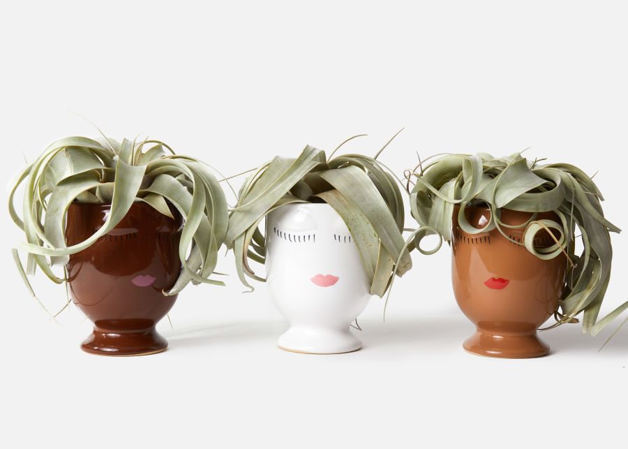 The Cathy plants