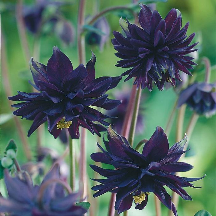 black barlowe columbine