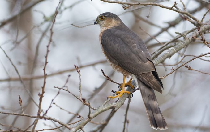 Cooper's Hawk vs Sharp-Shinned Hawk I