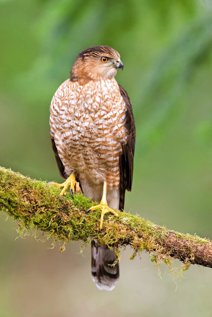Cooper's Hawk vs sharp shinned hawk