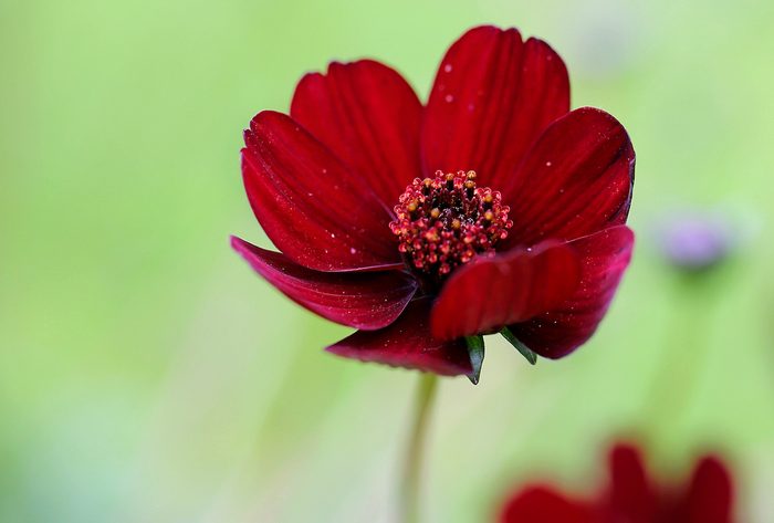 Chocolate Cosmos