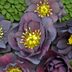 Top 10 Dark Colored Flowers That Are Almost Black