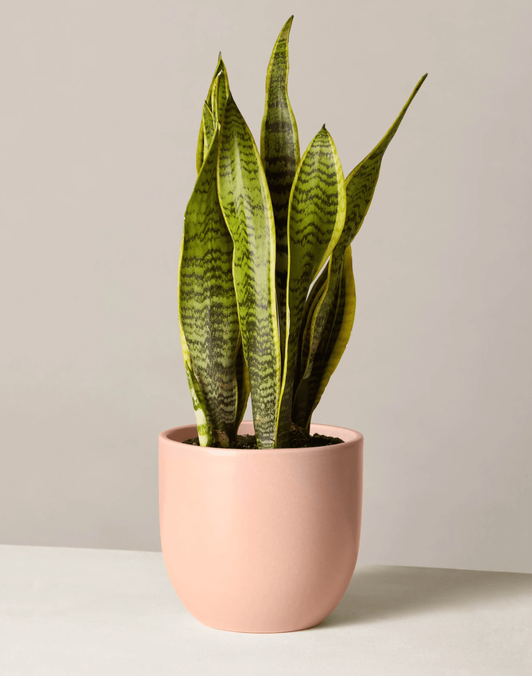 snake plant