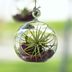 No Soil Required: How to Grow Air Plants