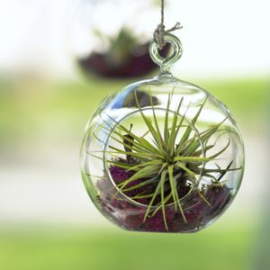 An air plant hanging in a glass terrarium.
