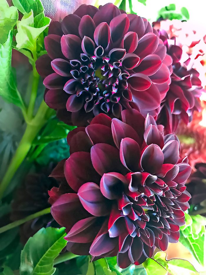 Black Satin dahlia