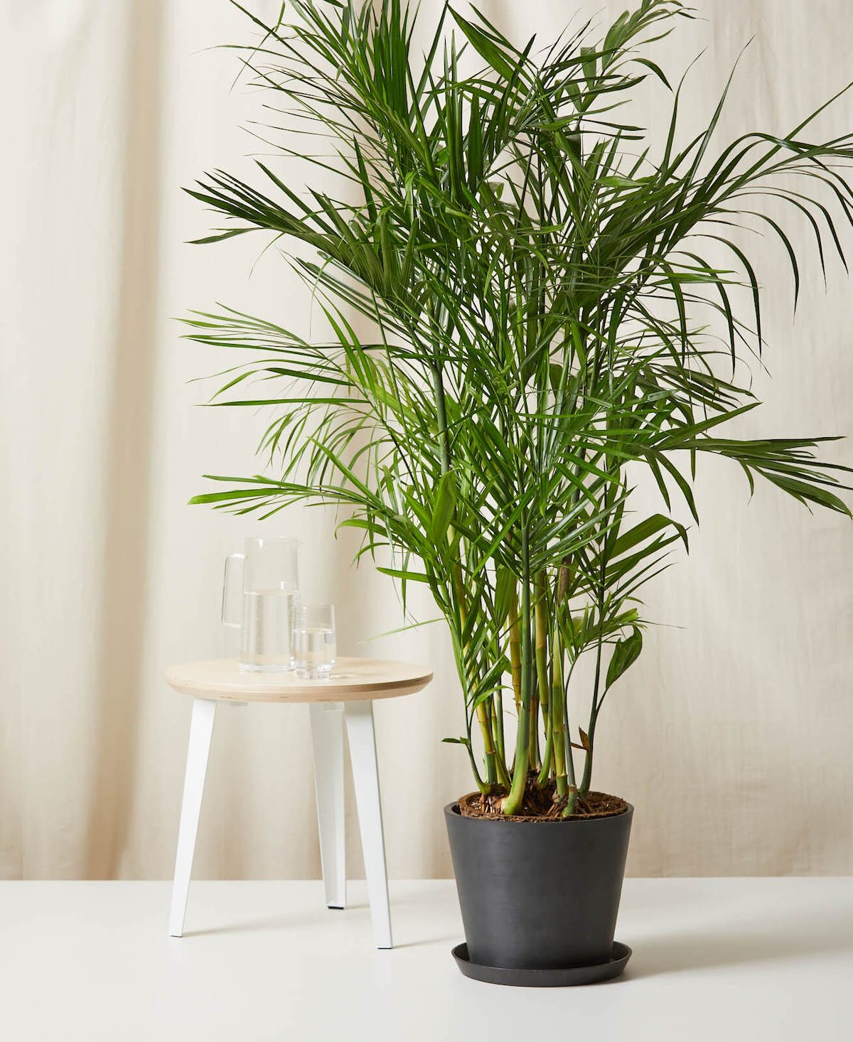bamboo palm