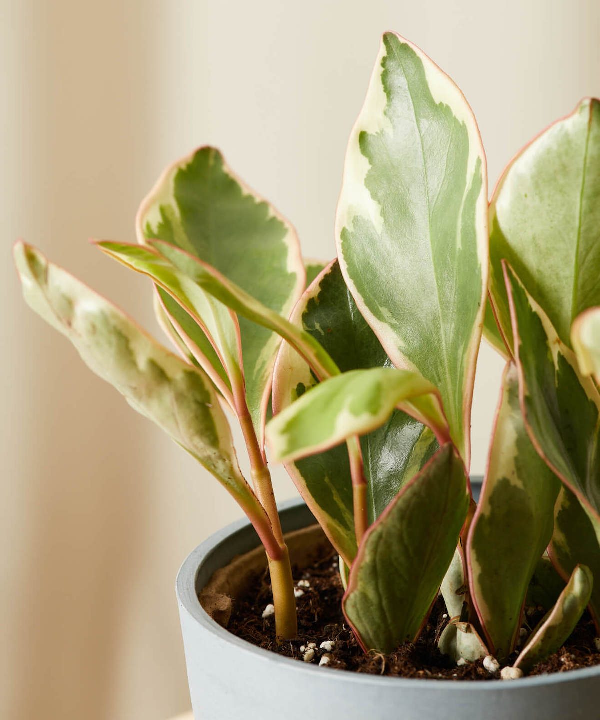 peperomia ginny plant