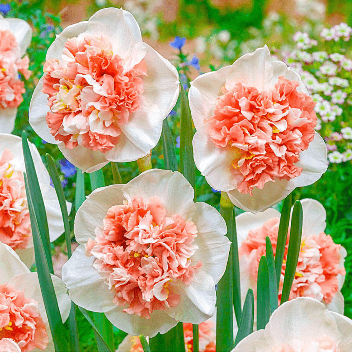 daffodils