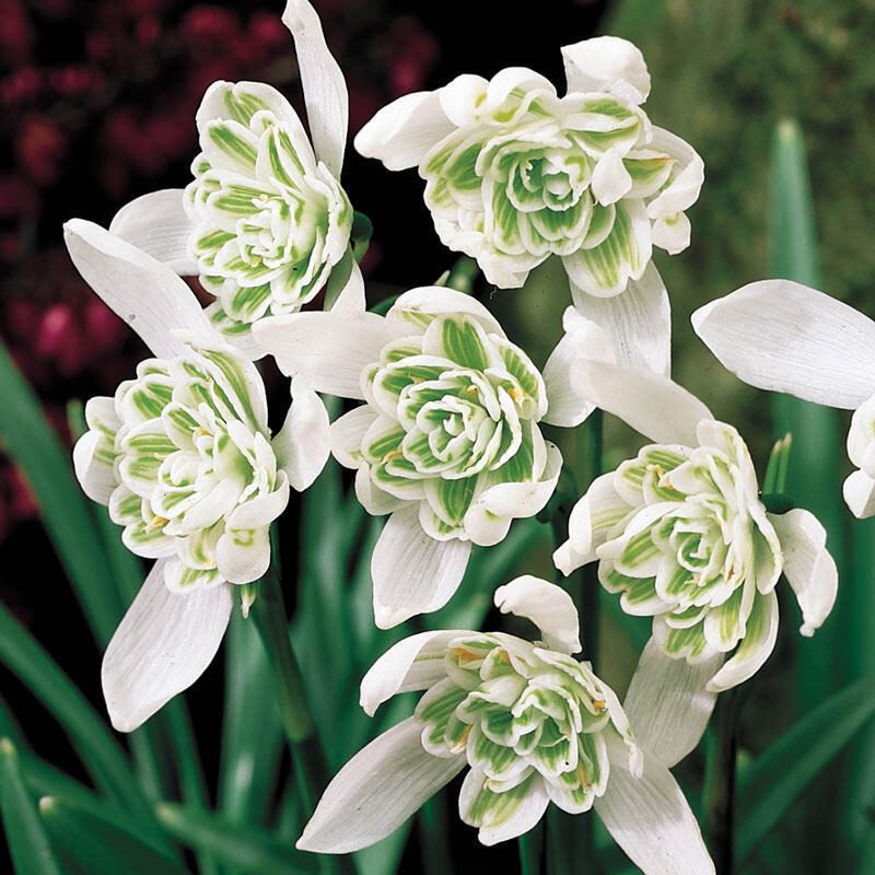 double snowdrops deer resistant bulbs