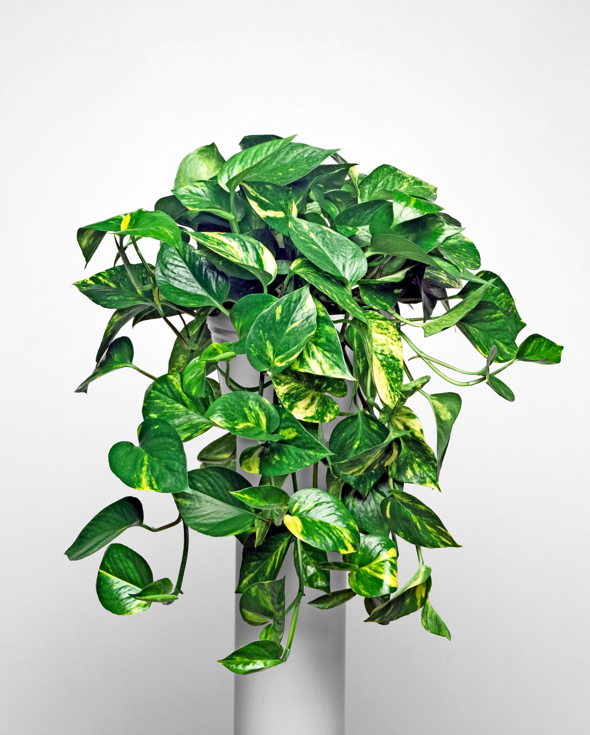 Golden pothos trails down a pedestal.