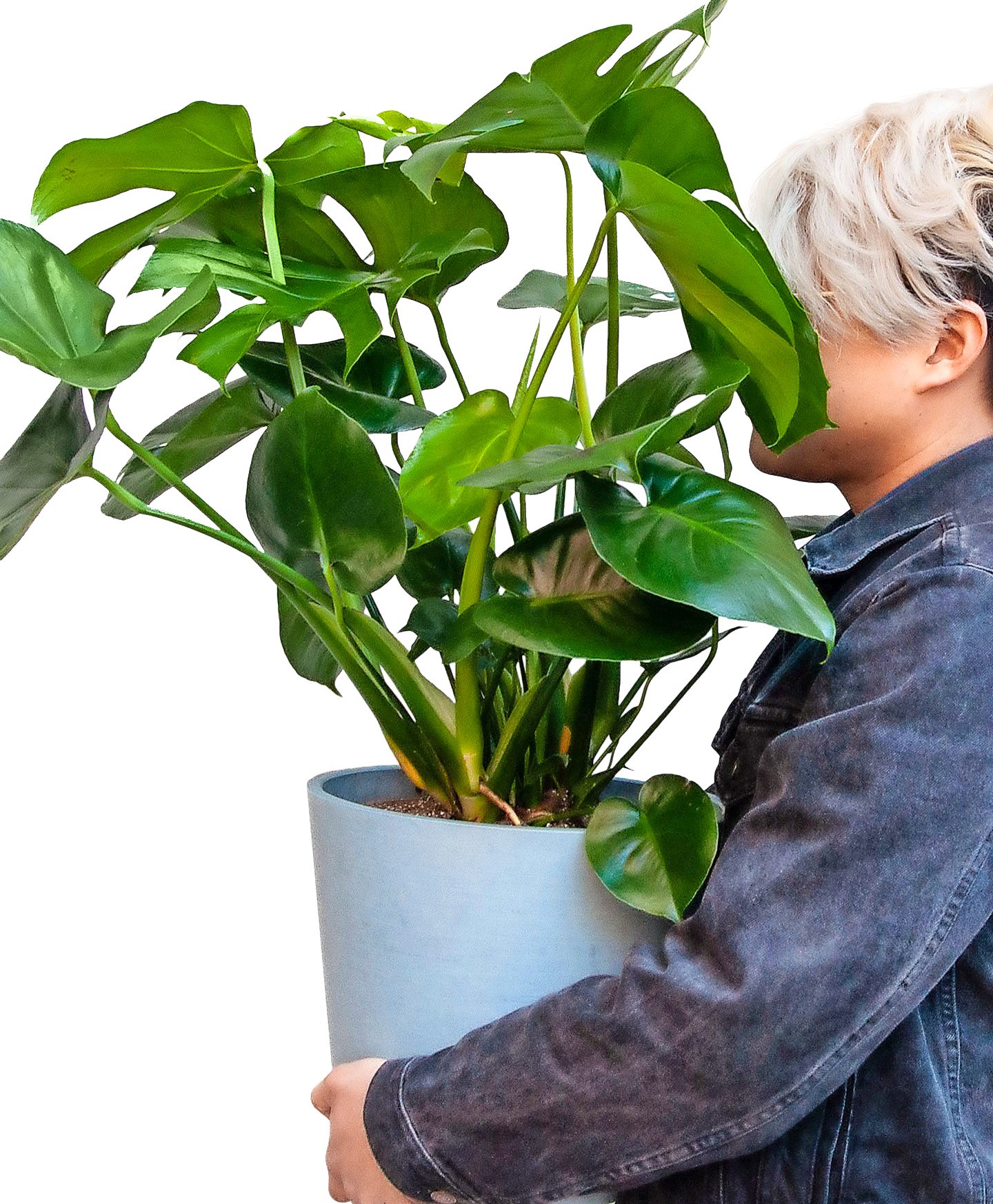 A person carries a large monstera plant.