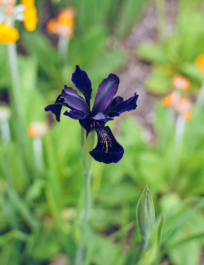 Black iris